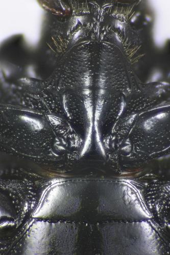 Atholus praetermissus